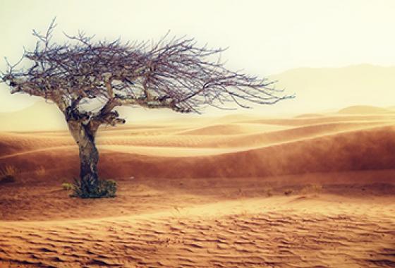 Projet d'adaptation integrée pour combattre les effets des Changements climatiques sur l'agriculture et la sécurité alimentaire