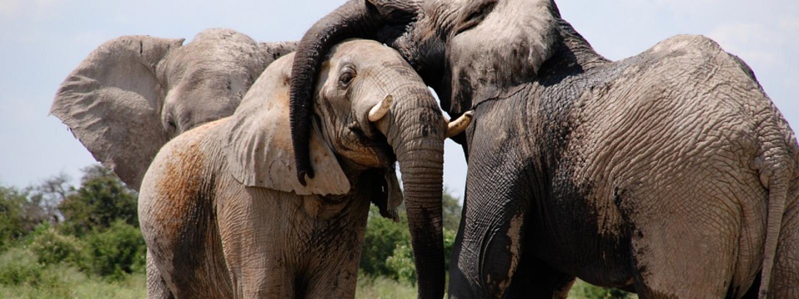 Journée Nationale de l'Arbre 2019