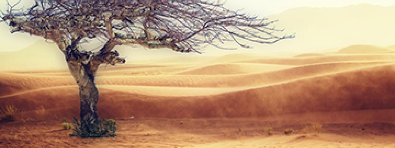 Projet d'adaptation integrée pour combattre les effets des Changements climatiques sur l'agriculture et la sécurité alimentaire